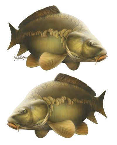 carp sticker or decal