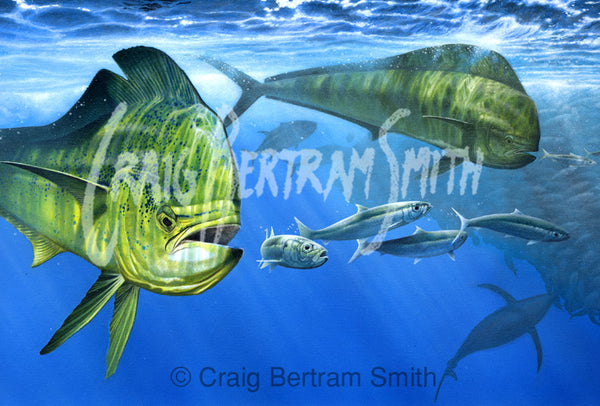a painting of dorado feeding at a large bait ball with tuna and sailfish in the background