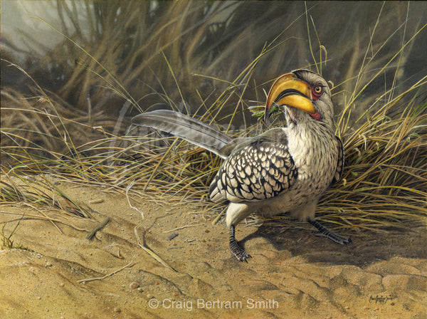a painting of a yellow billed hornbill feeding on a sandy bed