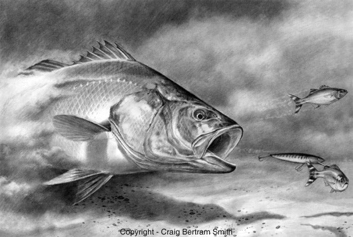 a pencil drawing of a kabeljou chasing a lure