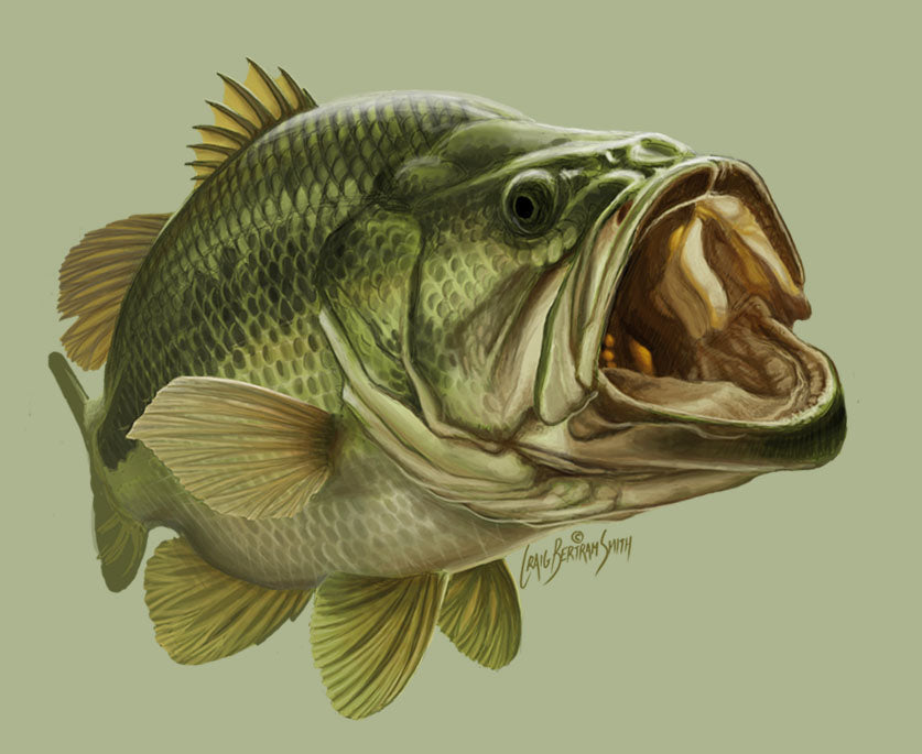 Largemouth Bass Illustration