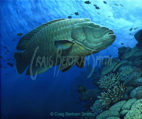 a painting of a large napoleon wrasse along side a coral reef