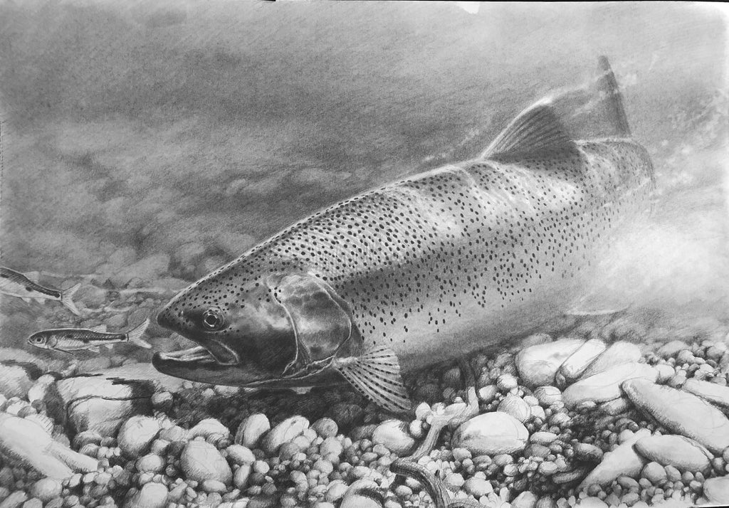 Rainbow Trout Drawing
