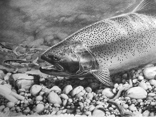 Rainbow Trout Drawing