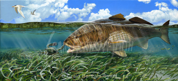 A painting of a redfish or red drum about to eat a blue swimming crab in shallow sea grass