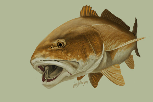 Redfish Illustration