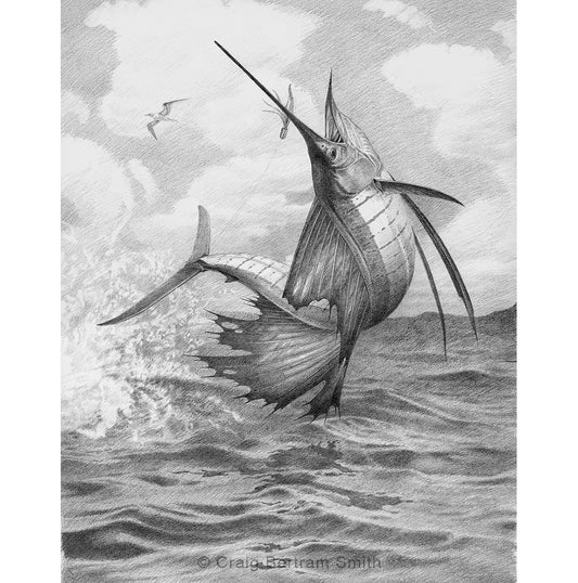 Sailfish Sketch