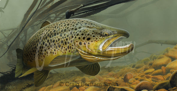 a painting of a brown trout swimming over the rocky river bed