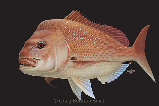 Australasian Snapper