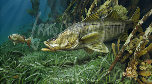 a painting of a snook in the mangrove roots chasing a snapper