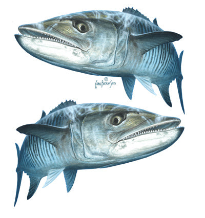 king mackerel sticker or decal