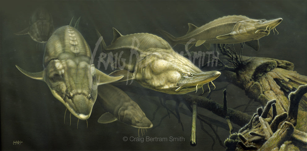 a painting commission of baluga sturgeon underwater