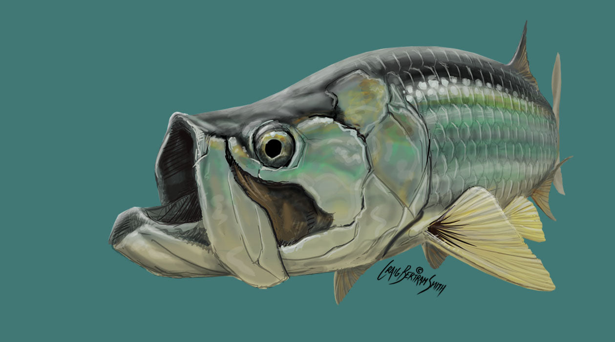 Tarpon Illustration