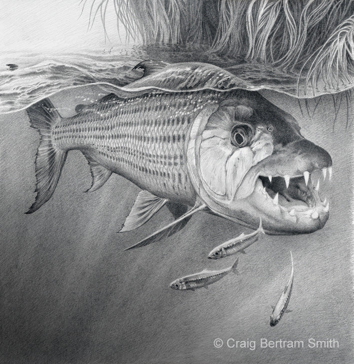 Tigerfish Sketch