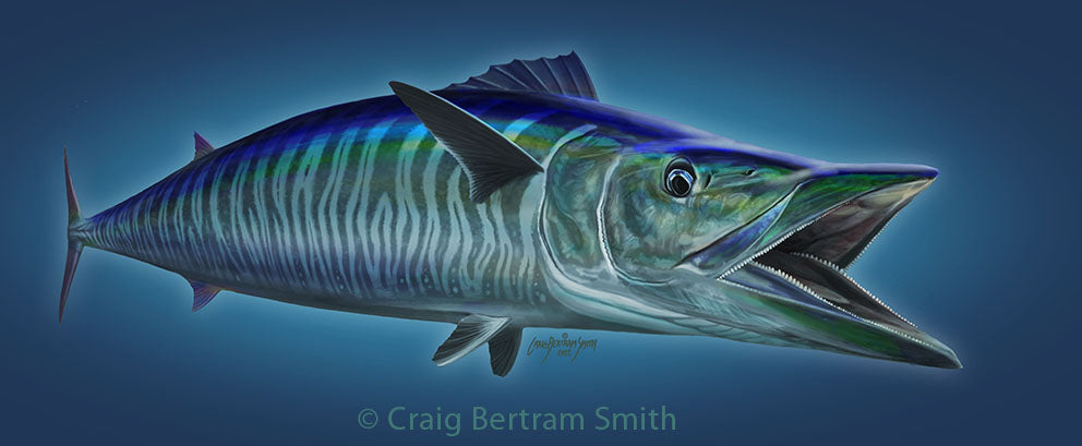 Wahoo Illustration