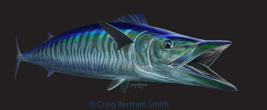 Wahoo Illustration