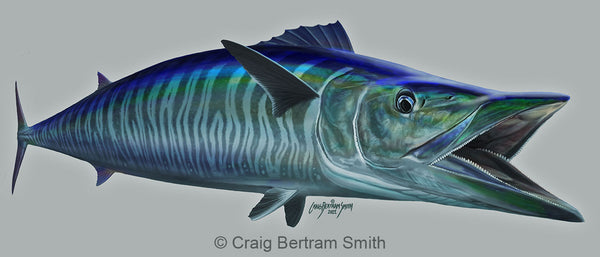 Zar Fish Wahoo Illustration – Craig Bertram Smith