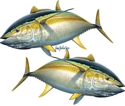 yellowfin tuna sticker or decal