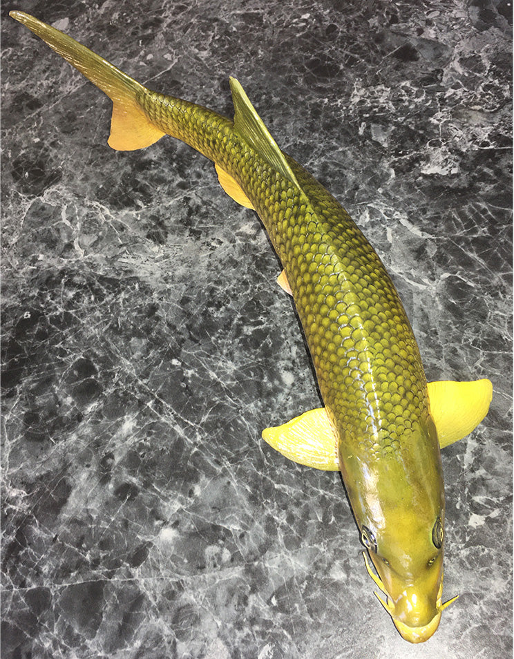 Smallmouth Yellowfish Replica