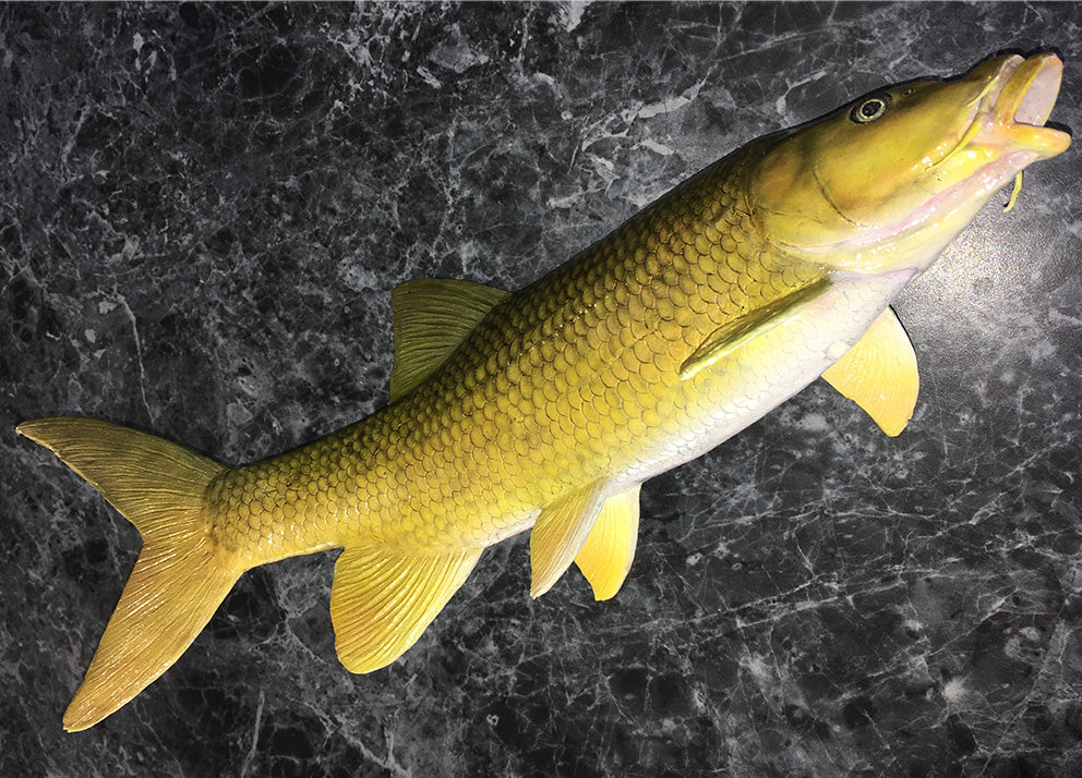 Smallmouth Yellowfish Replica