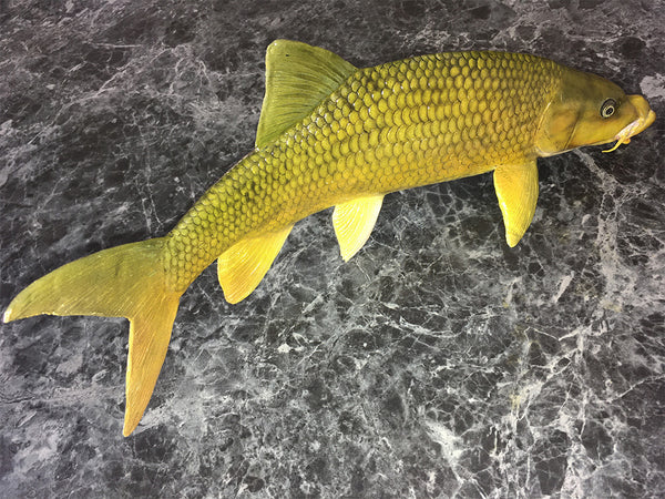 Smallmouth Yellowfish Replica