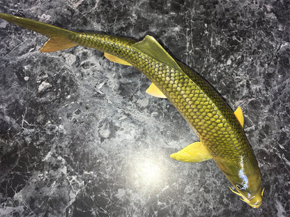 Smallmouth Yellowfish Replica