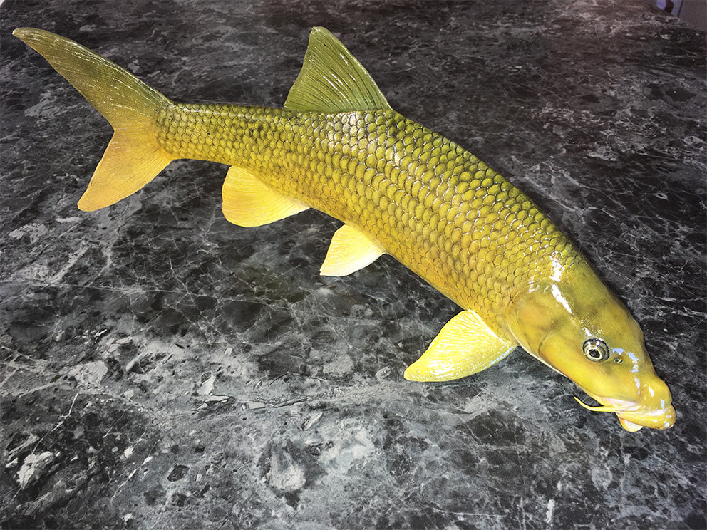 Smallmouth Yellowfish Replica