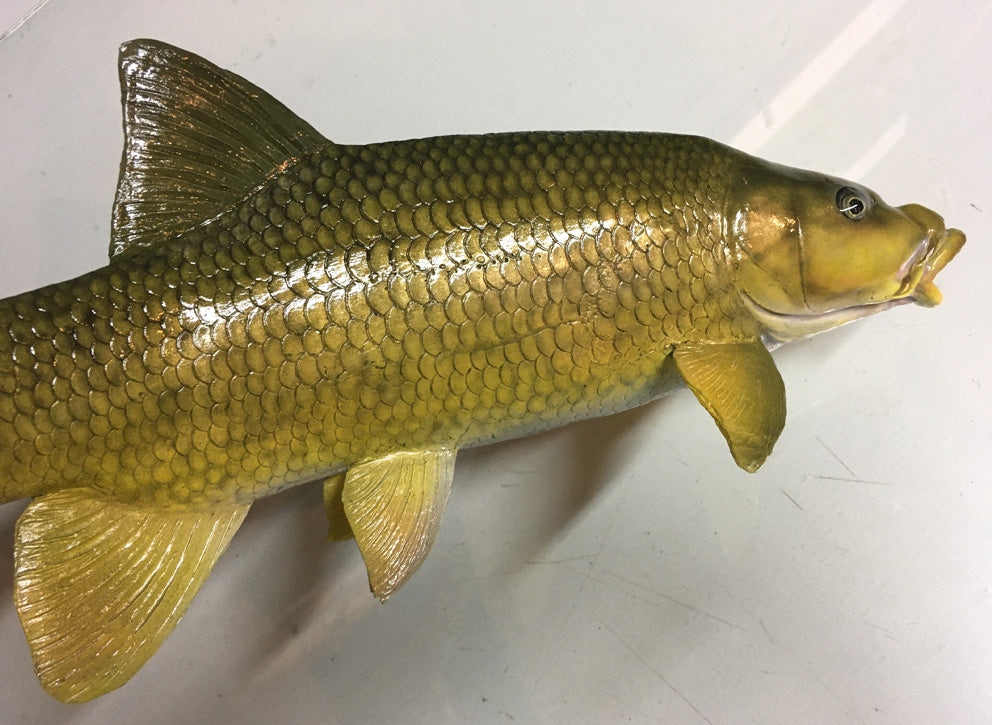 Smallmouth Yellowfish Replica