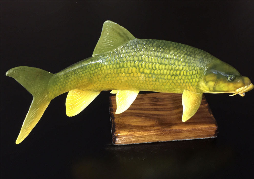 Smallmouth Yellowfish Replica