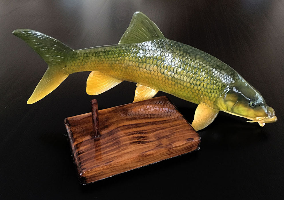 Smallmouth Yellowfish Replica