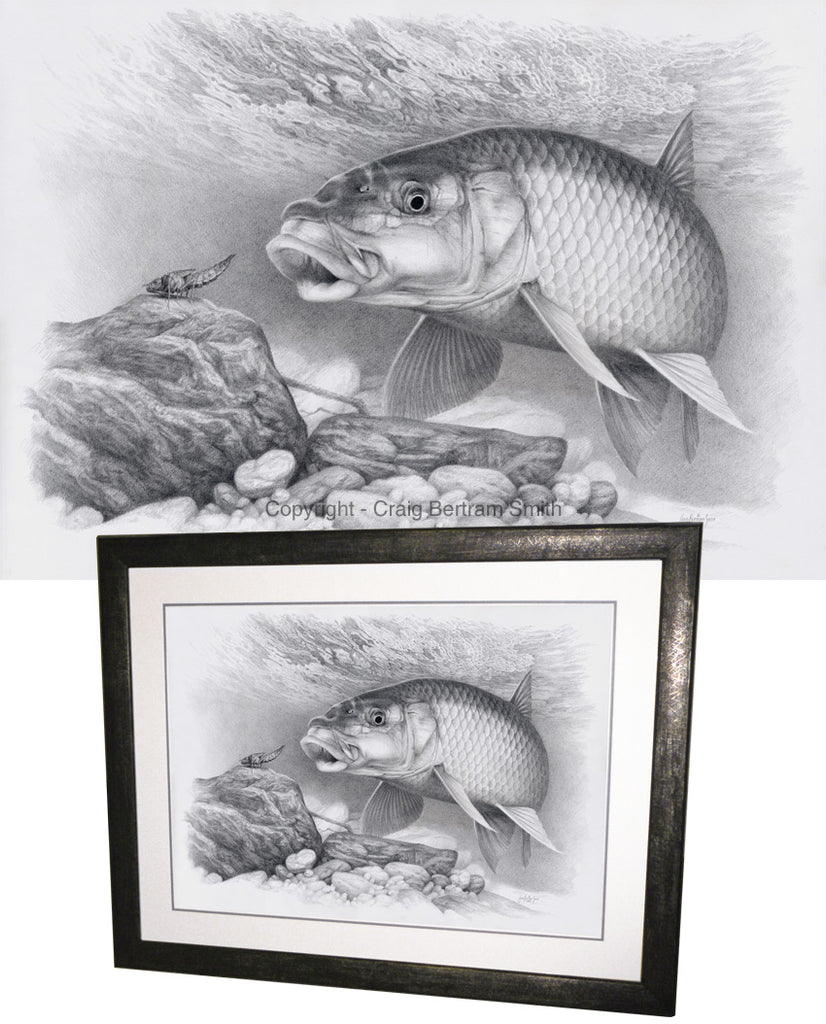 a pencil drawing of a small scale yellowfish