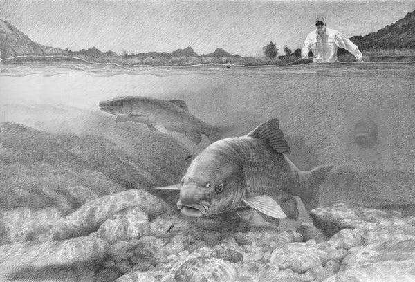 Smallmouth Yellowfish Preliminary Drawing