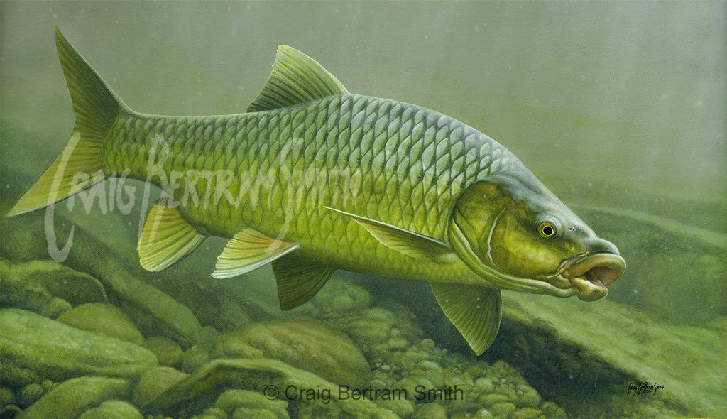 Smallmouth Yellowfish (Canvas Print)